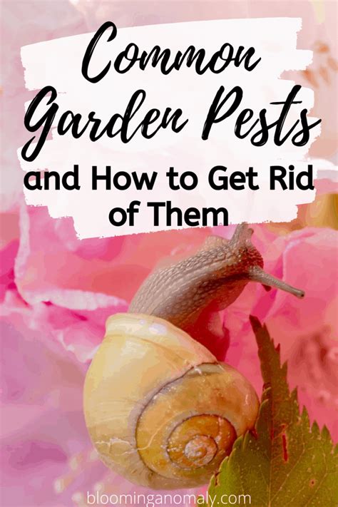 Common Garden Pests And How To Get Rid Of Them Kelas Berkebun By