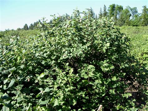 Pintail Western Snowberry Seed Agroforestry Solutions