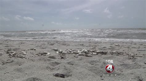 Dead Fish Washing Ashore In Naples Fox 4 Now Wftx Fort