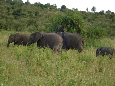 Masai Mara National Park Cathy Marie Michael