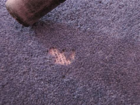 Mummy From The Heart Help My Carpets Are Infested With Moths