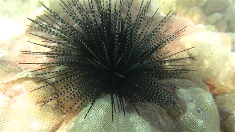 Peppered Sea Urchin Spiky Creature Spencer Park Snorkeling Big