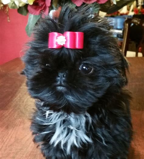 Buy top quality champion sired FEMALE SHIH-TZU PUPPIES FOR SALE