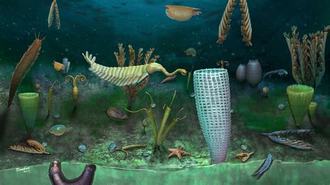 Unprecedented 462 Million Year Old Fossils Have Been Found In Wales