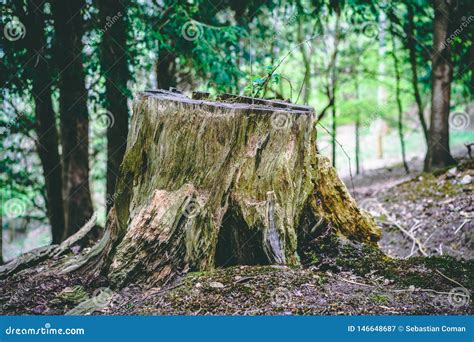 Tree Stump In Forest Close Up With Foliage Stock Image Image Of Grass