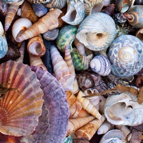Are You A Beachcomber Best Us Beaches To Find Shells