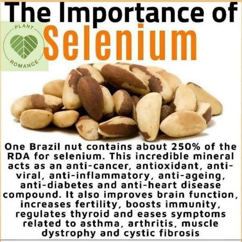 Get Your Daily Selenium From Brazil Nuts Dr Sebi Alkaline Vegan