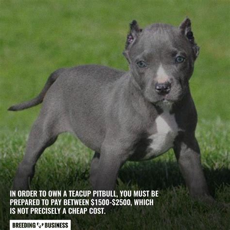 Teacup Pitbulls All About Pocket Pitbulls Miniature Pitbulls With Faq