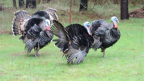 Wild Turkey Mating Season In Spokane Wa Youtube