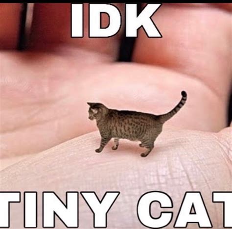 Tiny Cat Meme By Damusicgamer Memedroid