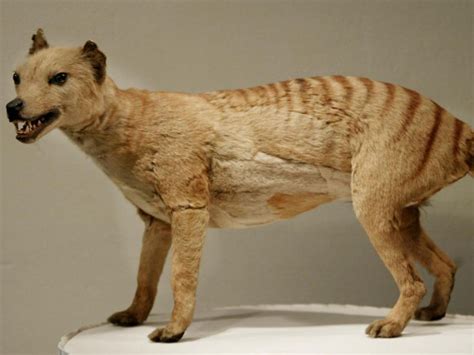 Tasmanian Tiger Declared Extinct 80 Years Ago Spotted Eight Times