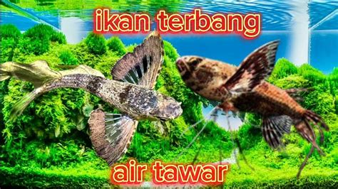 Ikan Indosiar Ada Di Jatinegara Bisa Nonton Film Azab Youtube