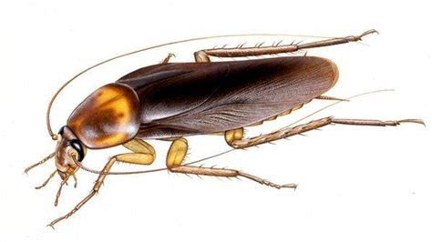 Cockroach Brains May Hold New Antibiotics