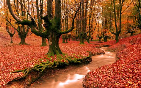 Red Leaves Ground Creek Forest Trees Autumn Landscape Wallpaper