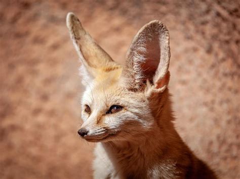 Fennec Fox Facts Thatll Make You Love Them Even More Always Pets