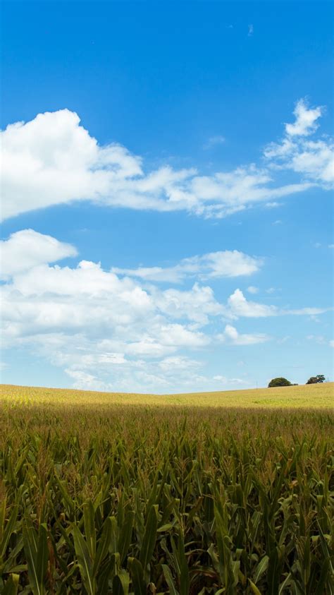Download 750x1334 Cropland Agriculture Field Clouds Sky Rural Area