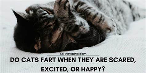Do Cats Fart When They Are Scared Excited Or Happy