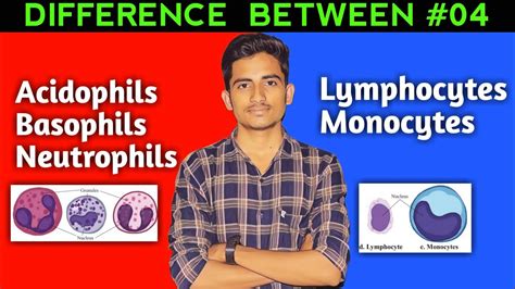 Difference Between Acidophils Basophilsneutrophils And Lymphocytes