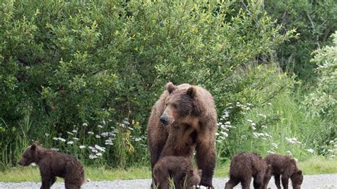 A Bear Mom With 4 Cubs Appears On The Bear Cam Will They All Survive