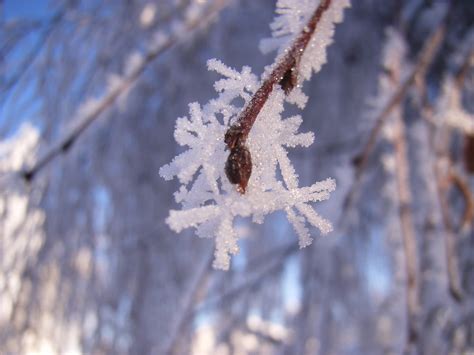 Free Images Tree Nature Branch Cold Winter Leaf Flower Frost