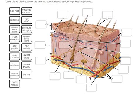 Skin Diagram Unlabeled Chicfer