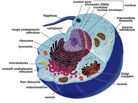 A vacuole takes up most of the space inside a plant cell. Cell structure-function