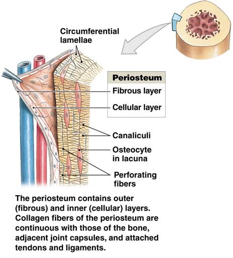 What Is Periosteum News Dentagama