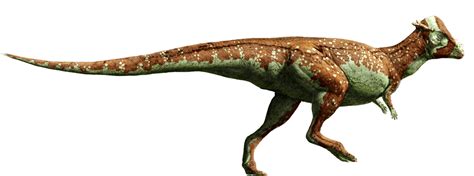Pachycephalosaurus Dinosaur Wiki Fandom