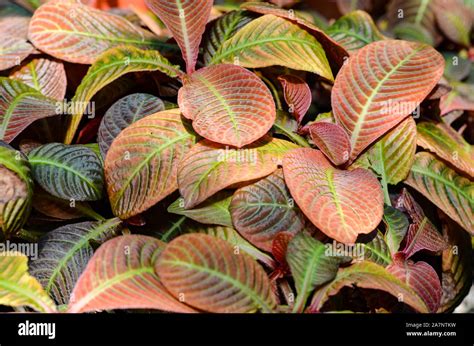 Close Up Leaves Of Hoffmannia Refulgens During Spring Stock Photo Alamy