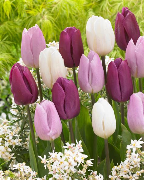 Tulpenzwiebeln Purple Prince Schone Kurze Tulpe Tulip Store