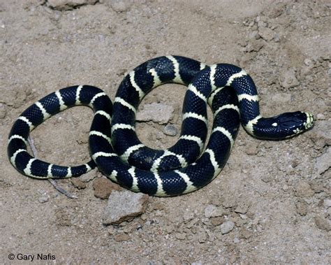 Banded California Snakes