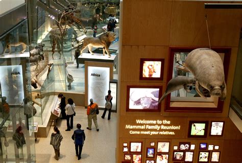 Sen Doğa Tarihi Smithsonian Ulusal Müzesini Seveceğim