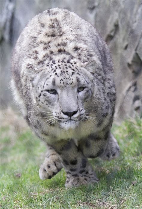 The snow leopard is usually solitary and highly elusive. File:Snow leopard running.jpg - Wikimedia Commons