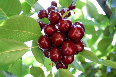 Dwarf Cherry Fruit Tree More Information