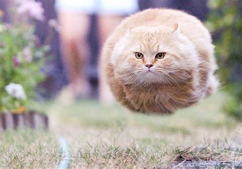 The 25 Funniest Hover Animals Ever Twistedsifter