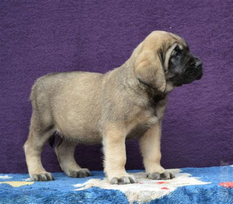 Puppies Of The Largest Dog Breeds In The World English