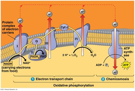 Biology 141 Electron Transport Chain In Cellular Respiration Diagram