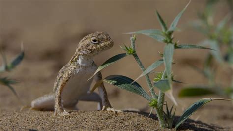Toadhead Agama The Lizard Roaming The Desert Cgtn
