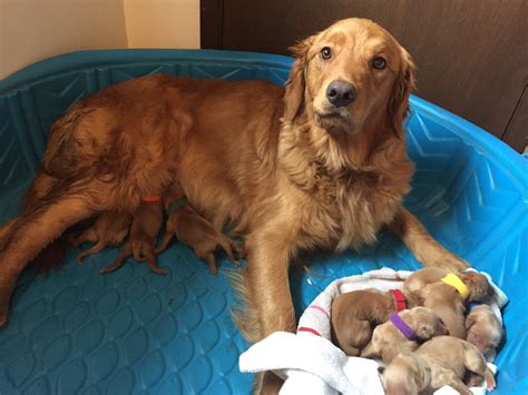 We value our pups and want to make sure they will be well cared for before placing in their new home. Golden Retriever Puppies For Sale | Toronto, OH #180987