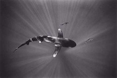 Black And White Underwater Photos 72 Pics