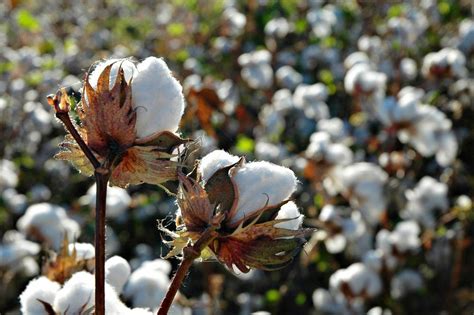 Indias Cotton Textile Exports Grow In 2021 News Global Textile Source