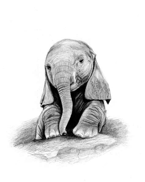 Baby Elephant Drawings Easy Peepsburghcom