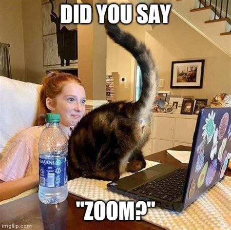 Cat Taking Advantage Of Your Zoom Calls Imgflip