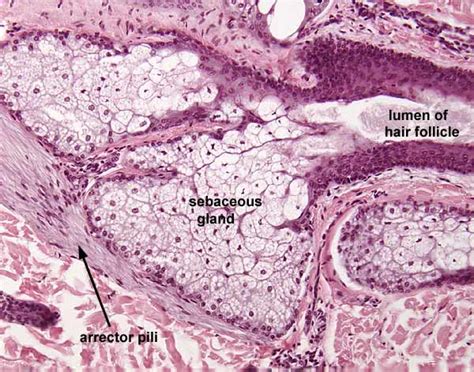 Sebaceous Glands Histology Free Images At Vector Clip Art