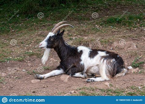 Wild British Primitive Feral Goat Stock Image Image Of Mountain