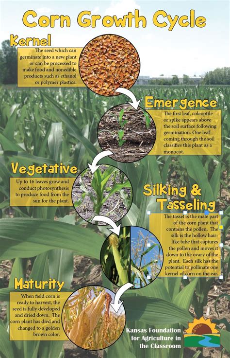 Corn Growth Cycle Corn Plant Landscaping Plants Growing Media