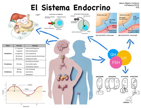 Mapa Mental De Generalidades Del Sistema Endocrino Apuntes De