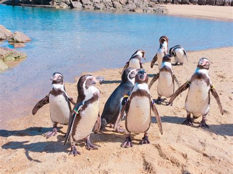 How To Get To Nagasaki Penguin Aquarium