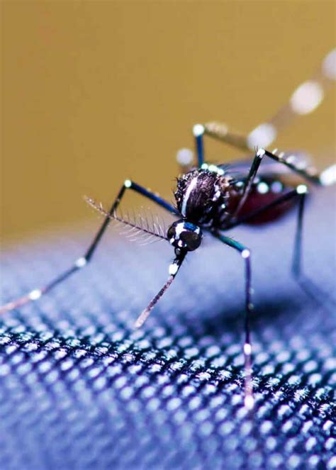 Can Mosquitoes Bite Through Clothes 6 Best 6 Worst Fabrics 🪰 The