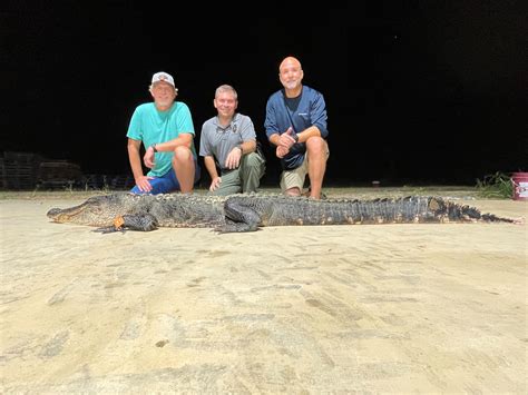 Legendary Alligator Is Biggest Caught In Mississippi May Be Years Old